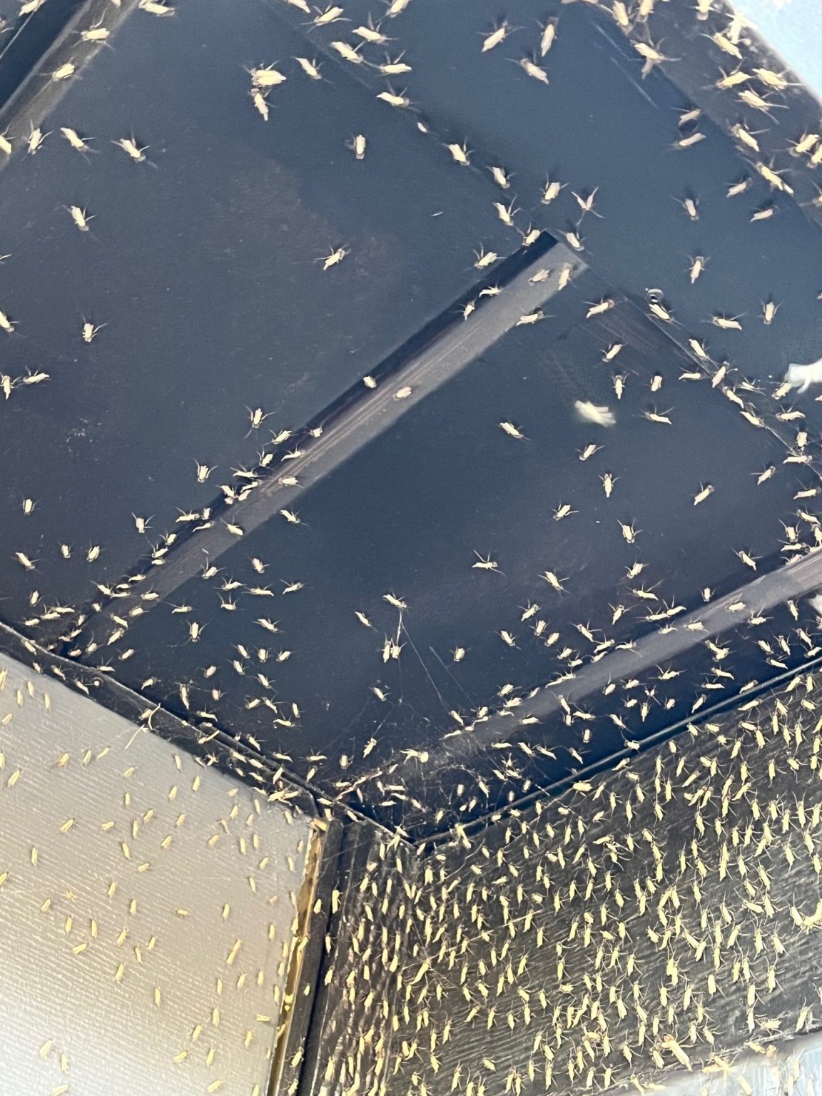 Insect Invasion? The Mother’s Day Midge Swarm Over Lake Monona – Water ...